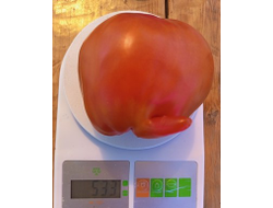 Томат Баклажан