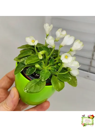 Н-Каламбур (Н. Бердикова) 2016 трейлер