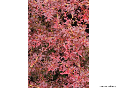 Барбарис Тунберга Orange dream - крупным планом - красовский-сад.рф