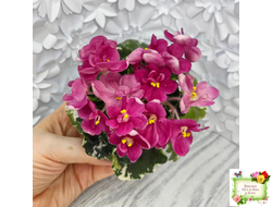 ЛЕ-Фруктовая Мармеладка (Е.Лебецкая) 2017 г. (лист укоренённый)