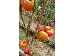 Томат Немецкий полосатый (Striped German)