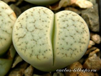 Lithops pseudotruncatella ssp. archerae С104 (MG) - 10 семян