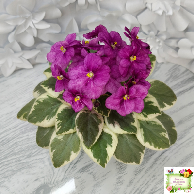 Rob's Lucky Ducky (R.Robinson) листовая химера (стартер сорт)