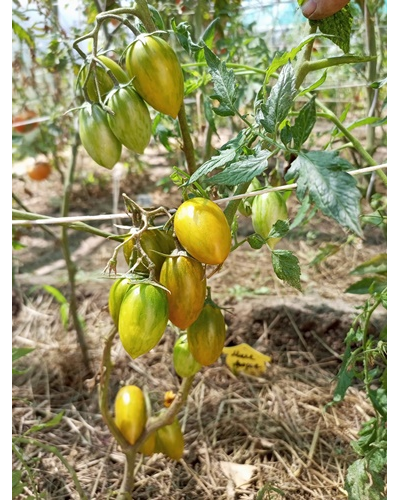 Томат Хаки полосатый