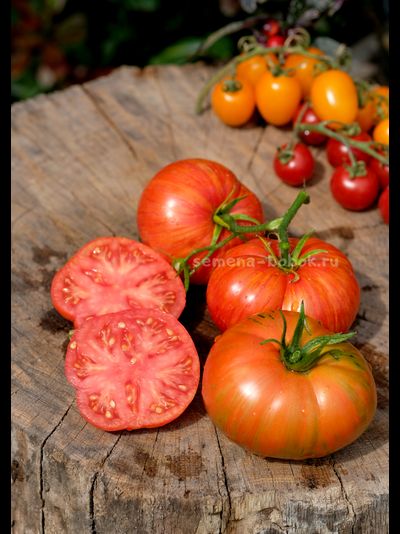 Томат Брендивайн Полосатый (Brendywine Striped), 10 шт