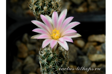 Turbinicarpus spacellatus