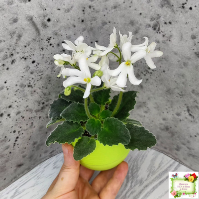 Lunar Lily white (Лунэ Лили уайт) (селекционер неизвестен)