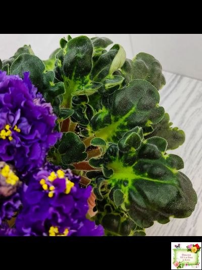 ЛФ-Лилия (Л. Федосеева) 2019 г.