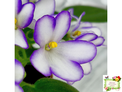 2А-Проба Пера (Е. Кольцова) 2024 г. (сортовая розетка)