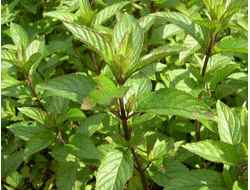 Гидролат Мята перечная (Mentha piperita) 100 мл