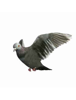 птицы Голубь 2