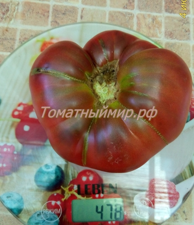 Томат Полярная звезда, (Поларис, Polaris)