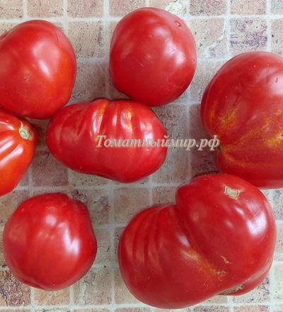 Томат 100 пудов