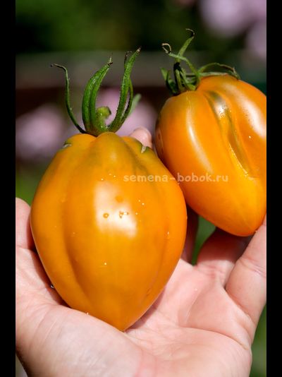 Томат Огненный гребень цвета Охра (Cresta di Fuoco), 10 шт