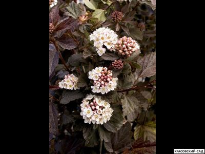 Пузыреплодник калинолистный Дьябло