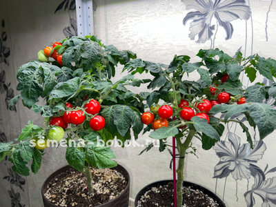 Томат Micro Tom  (Микро Том), 10 шт