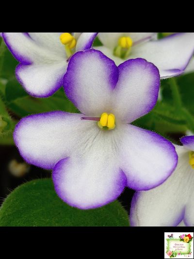 2А-Проба Пера (Е. Кольцова) 2024 г. (детка)