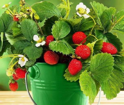 "Лист клубники" Силиконовый молд  (вайнер)