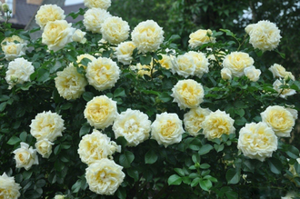 Надя Мейяндекор