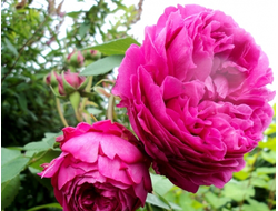 Катерин Гийо (Catherine Guillot)