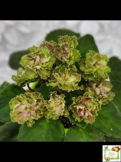 Allegro Pink Pistachio (J.Stromborg) (10765) 06/25/2015