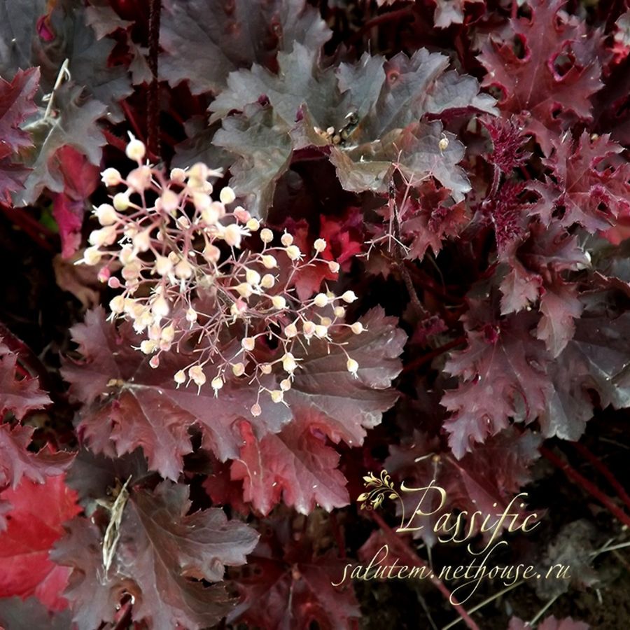 Heuchera Purple Petticoats