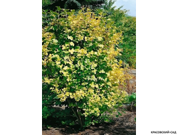 Калина Ксантокарпум - фото листвы - красовский-сад.рф