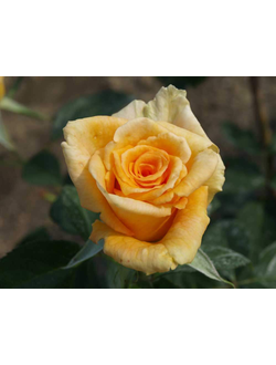 Голден Моника (Golden Monica) роза , ЗКС