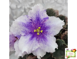 Dn-Love Time (Д. Денисенко) химера (стартер из пасынка)