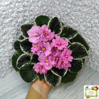 Р-Донна Роза Дальвадорес (В. Зуб) 2021 г.