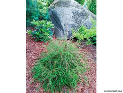 Туя Филиформис - Filiformis