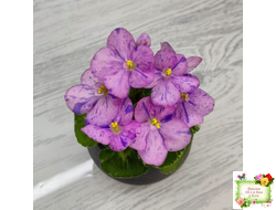 Shirl's Pip Squeak (S.Sanders) (лист посажен 28.01.26)