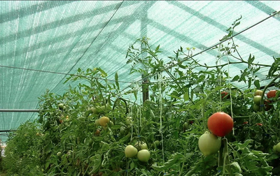 Затеняющая сетка 55% 2*10 м ЧЗМ (Темно-зеленый)