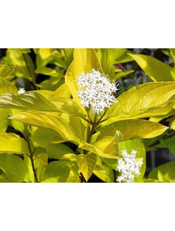 Дерен "Ауреа"