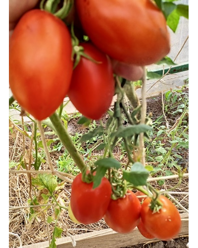 Томат Корнабель F6