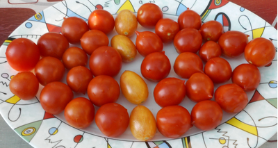 Томат  Geranium Kiss (Поцелуй герани,  от Кушнаревой Т.)