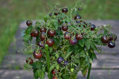 Томат Blaue Zimmertomate (Синий комнатный томат), 10 шт