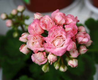 Denise (Sutarve) - пеларгония розебудная (розоцветная) - описание сорта, фото - купить почтой