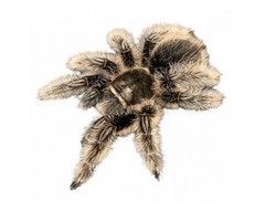 Brachypelma albopilosum "Nicaragua" н/о