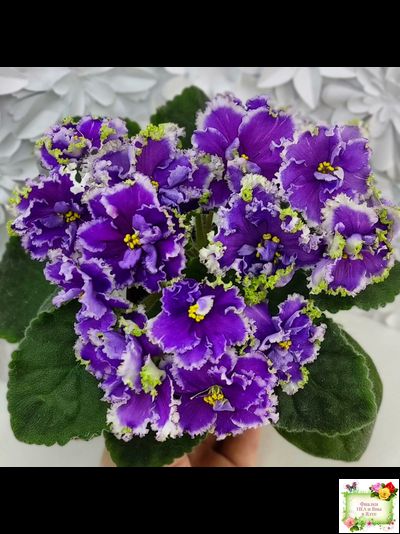 НД-Цветок Сирени (Н.Данилова-Суворова) 2022 г.