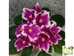 KZ-Источник Вдохновения (И. Заикина) 2023 г.