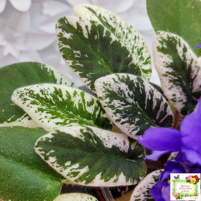 Hodss-Norway (Яна Ходченко) 2019 г. (пестролистный лонг)