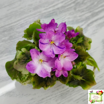 АВ-Почемучка (Фиалковод) 2020 г. (гёрл-листья с кроновой пестролистностью)