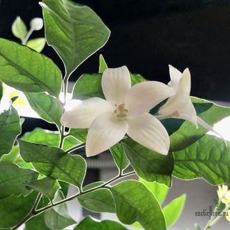 Murraya paniculata ‘Himalayan’  Narrow leaf / Муррайя Гималайская узколистная