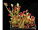 Dionaea muscipula Clone Z-9