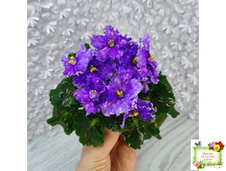 Nik-Звезды над Фиджи (Н. Булко) 2024 г.