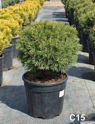 Сосна горная Гном Финдлинг - Gnom Findling