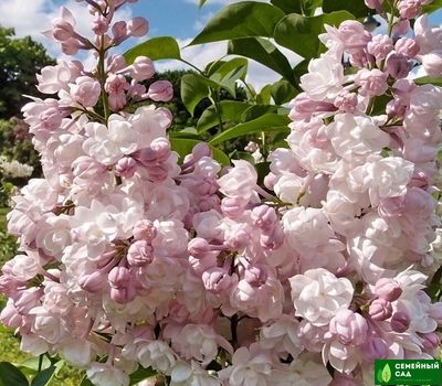 Сирень "Красавица Москвы"