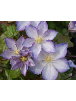 Клематис Lucky Charm (Лаки Чарм), контейнер 2л