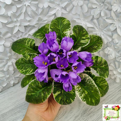 КНН-Крокус (Н. Куриленко) 2022 г. (лист с детками посажен 23.07.25)